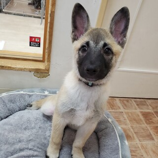 七色チーム虹雅こうが❤️野犬にも家族を
