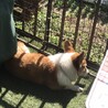 の写真