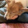 の写真