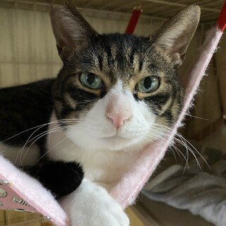 とっても穏やか◎甘えたな男の子❣️