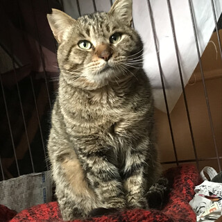 温厚なキジトラ　オス　金ちゃん　リリース前募集