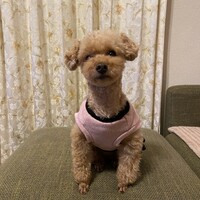 チョコ