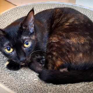 クロサビ★コロちゃん★62匹多頭飼育崩壊レスキュー