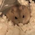 生後半年のプディングハムスター♀です