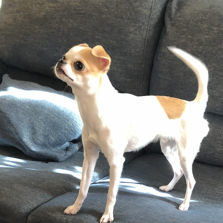 チワワ（スムース）♂1歳　海（かい）です。