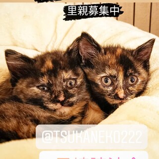 5/23譲渡会★可愛いすぎるサビ子猫多数!!