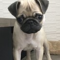 とっても人懐こい元気なパグ犬です！
