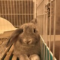 ロップイヤー　(1歳メス避妊手術済み) 里親募集中