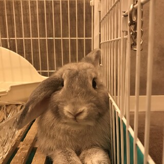 ロップイヤー　(1歳メス避妊手術済み) 里親募集中