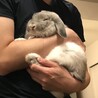 ロップイヤー　(1歳メス避妊手術済み) 里親募集中 サムネイル3