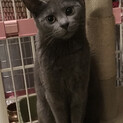 可愛い穏やかロシアンブルー柄猫