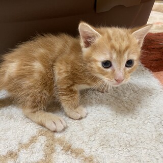 元気いっぱい！子猫 ^^