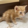 元気いっぱい！子猫 ^^ サムネイル2
