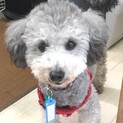 保護犬ナンバーＤ１４６３　トイプードル