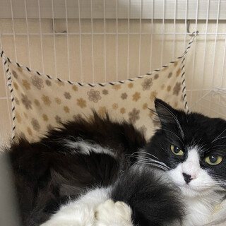 保護猫　ミヌエット⁇ 健康な女の子