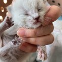 生後5日の白猫オス1匹