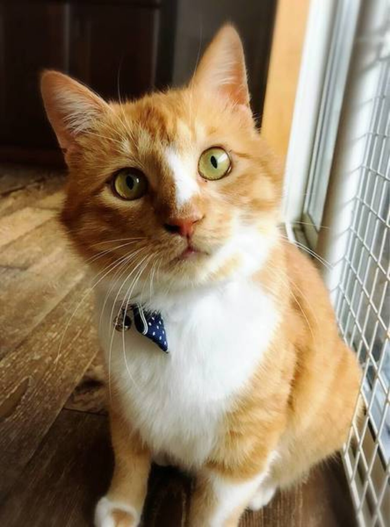 5 9日本橋 大きいけ 東京都 猫の里親募集 ペットのおうち 月間利用者150万人