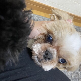 シーズー、オッドアイの女の子