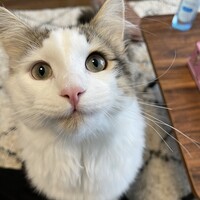 ほたて