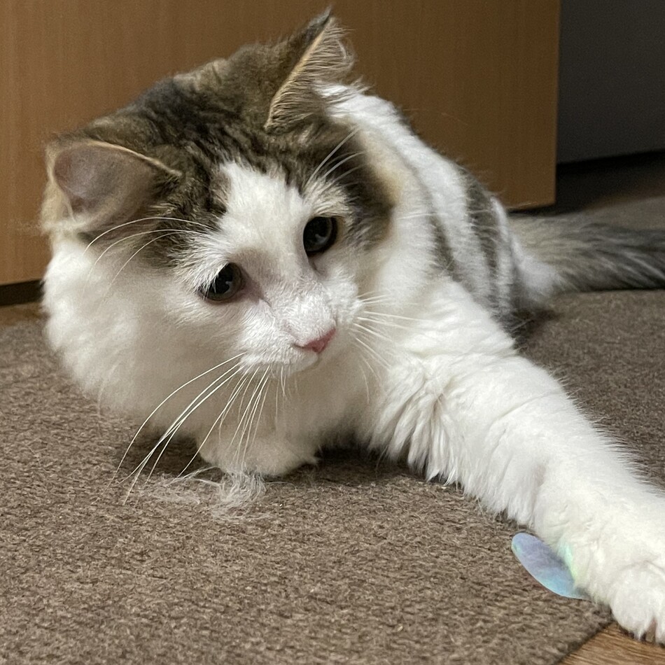 ほたてのカバー写真