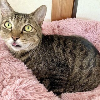 でっかい甘えん坊！キジトラ・ナチョくん