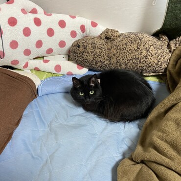 こつゆの写真