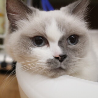 フルールちゃん　推定6歳