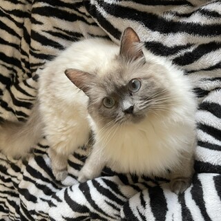 里親決定しました