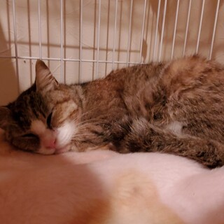 安心して眠れる場所を。島の猫を救いたい