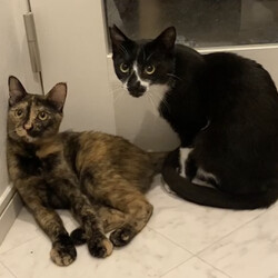 保護猫の里親会