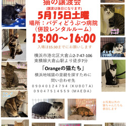 保護猫の里親会 サムネイル3