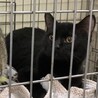 SOS!！人馴れしてます。綺麗な黒猫⭐️まあや サムネイル2