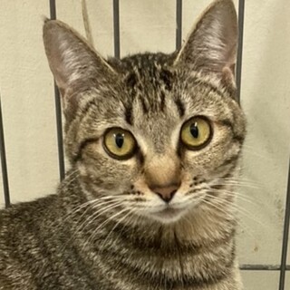 SOS!とってもなれています⭐️キジトラゆずか