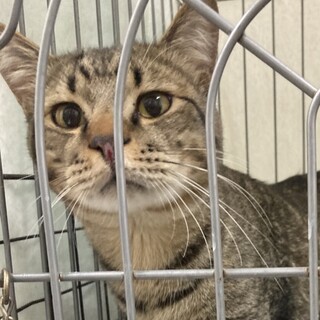 助けてください！人馴れっこキジトラ⭐️のぞみ