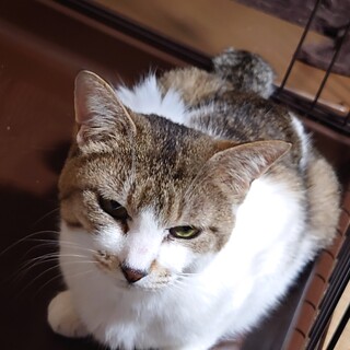 若いお母さん○ぶうちゃん○