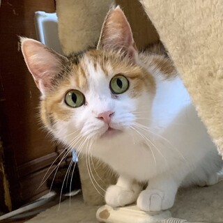 【ソチ】おかげさまで里親様が決まりました。