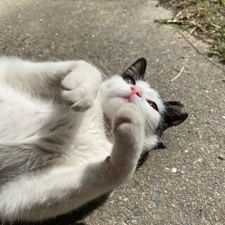 なつこいです！地域猫に幸せな暮らしを