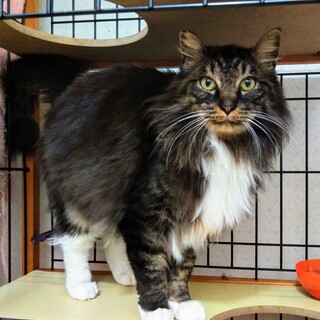 見た目はクール、中身は激甘えん坊☆がんもくん