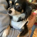 チワワのさとちゃん家族募集中です。