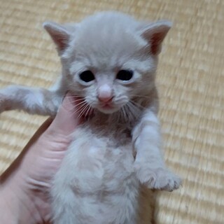 可愛い茶虎とクリーム系五匹！4匹きまりました！