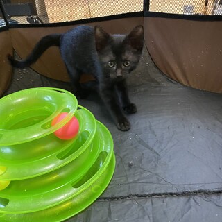 ぽんずちゃん