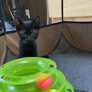 のり君　生後2ヶ月