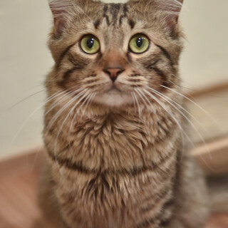 キジトラヒョウ柄、長い尻尾のイケメンくん