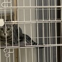 飼育放棄されてる猫を助けて下さい