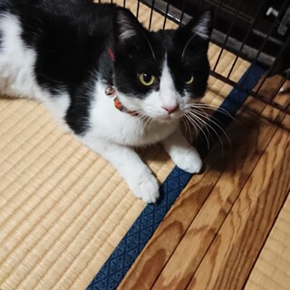 白黒ハチワレ、愛嬌たっぷり♪