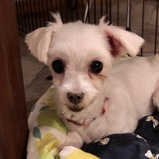 国見（くにみ）控えめお淑やかなマルチーズ ♡