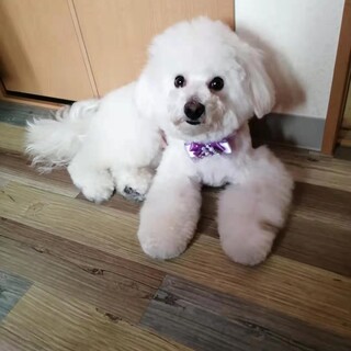 助けてください、ビションフリーゼ2歳雄