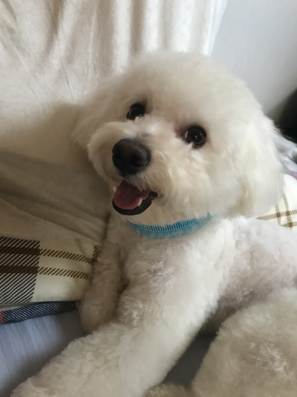 助けてください ビション 京都府 犬の里親募集 ペットのおうち 月間利用者150万人