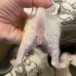 おしり