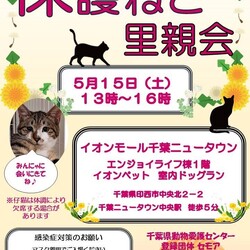 千葉県印西市開催/護猫里親会